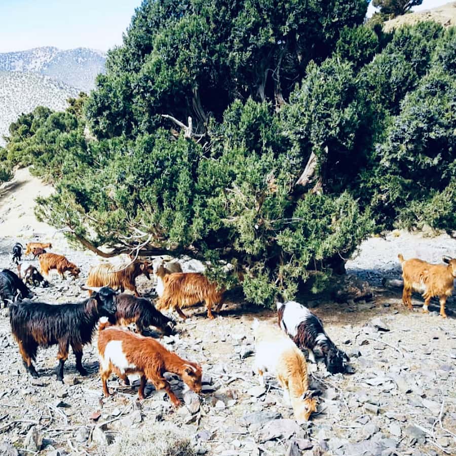 Marrakech: Guided 2-Day Trek to Imlil and Imnan Valleys - Pace and difficulty: how to make this trek feel manageable