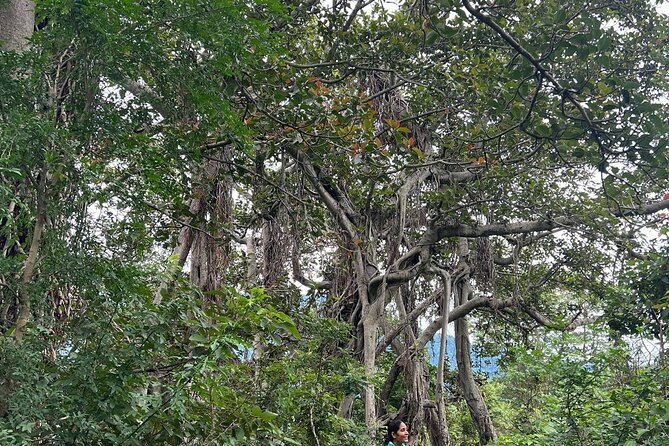 Moderate Himalayan Treks Near Rishikesh From Delhi - Day 3: Tapovan and the Patho Village Trek With Streamside Downhill Walking