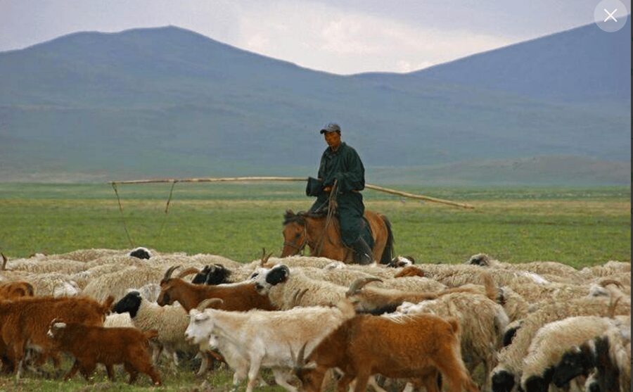 MONGOLIAN NOMADS: 2-Day Horse Trekking & Cow Milking Tour - Herding sheep and goats on horseback (the heart of the day)