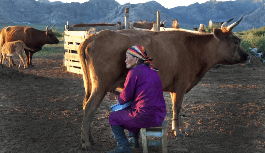 MONGOLIAN NOMADS: 2-Day Horse Trekking & Cow Milking Tour - Dinner in the ger, then hands-on cow milking