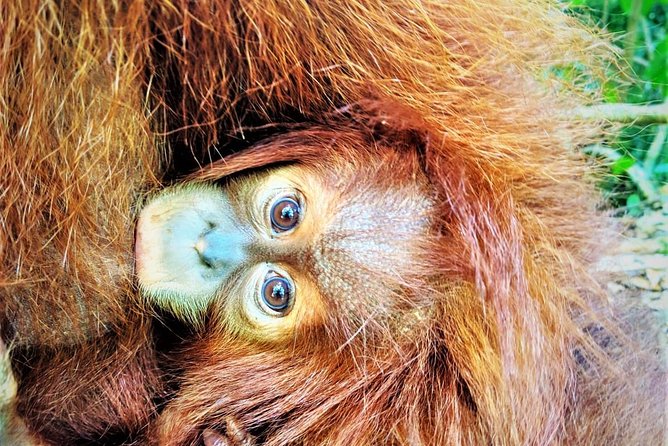 Monkey Business 2 days - 1 night Jungle Trekking (including rafting) - Why Gunung Leuser Jungle Trek Feels Like the Real Deal