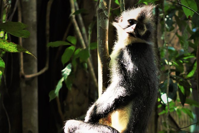 Monkey Business 2 days - 1 night Jungle Trekking (including rafting) - Guides Make (or Break) Wildlife Time: Dedi, Ian, and Putra