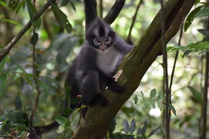 Monkey Business 3 days - 2 nights Jungle trekking (including rafting) - Pickup, timing, and how to avoid the early-day stress