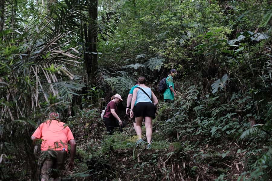 Mt. Merapi Majesty: Soft Trek and Botanic Village Tour - Forest Walks, Orchids, and Botanical Gardens You Can Actually Notice