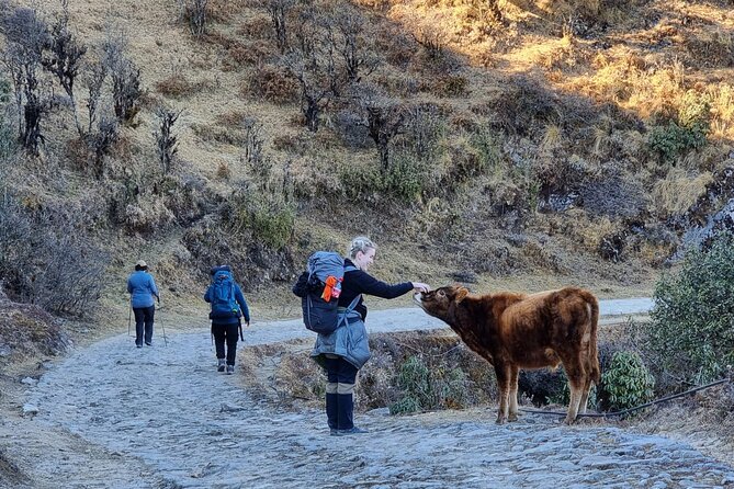 Mystic Darjeeling to Tonglu Day Trek - Key highlights worth getting excited about