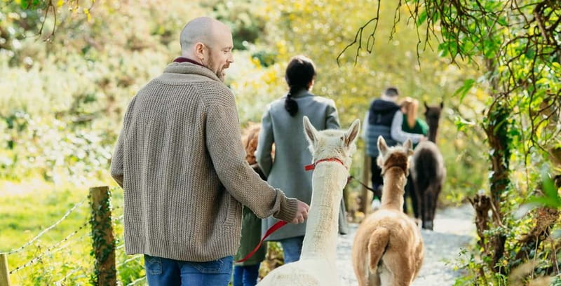 N. Ireland: Award Winning Guided Scenic Alpaca Trekking - A coffee trailer on an island, with alpacas as your sidekicks