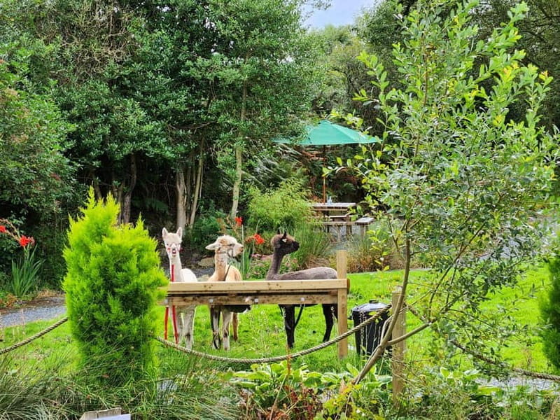 N. Ireland: Award Winning Guided Scenic Alpaca Trekking - Your alpaca handler and the briefing that makes it easy