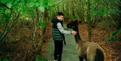 N. Ireland: Award Winning Guided Scenic Alpaca Trekking - The 1.4km stoned route: farmland, woodland, ponds, and photo moments