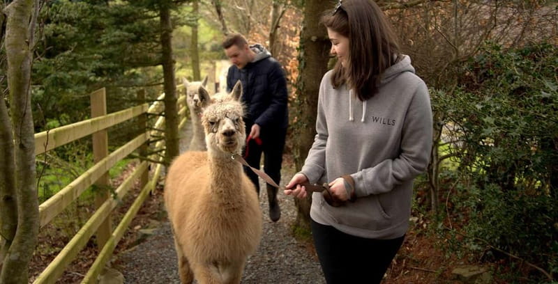 N. Ireland: Award Winning Guided Scenic Alpaca Trekking - Stop number one for your photos: the scenery break