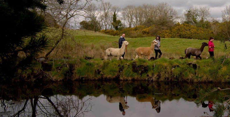 N. Ireland: Award Winning Guided Scenic Alpaca Trekking - The island coffee trailer: where the walk turns into a proper treat