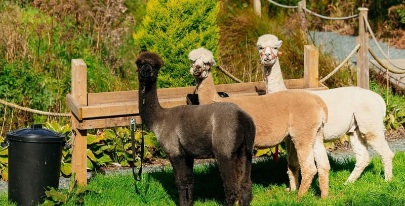 N. Ireland: Award Winning Guided Scenic Alpaca Trekking - Timing and logistics: the 1-hour-30-minute slot that keeps things moving