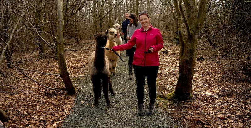 N. Ireland: Award Winning Guided Scenic Alpaca Trekking - Price and value: is $34 really fair?