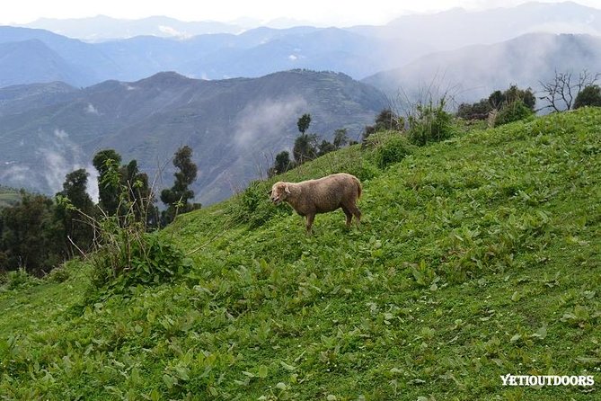 Naag Tibba Trekking and Hiking 2 Nights and 3 Days - Day 3: Devalsari hike back toward Mussoorie