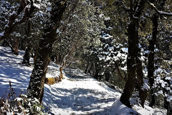 Nag Tibba 2 Days Trek (Pantwari to Pantwari) - Fitness Reality Check: Moderate Means You’ll Work