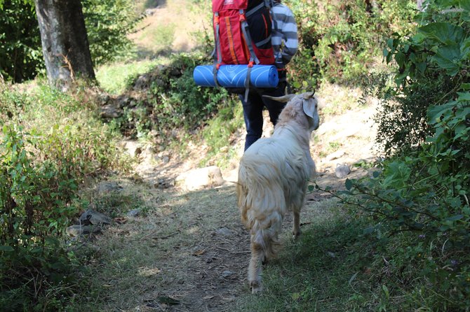 Nagtibba Trek (Dehradun to Dehradun) - Day 2 summit morning: the 3:30am wake-up and the sunrise mission