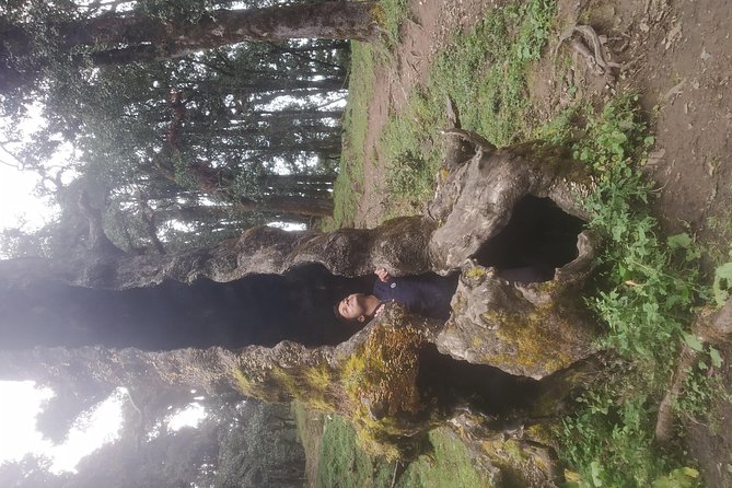 Nagtibba Trek (Pantwari to Pantwari) - Meals Included: Better Than You Expect on a Short Trek