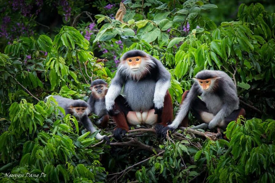 Ninh Binh: Cuc Phuong Jungle Trek, Wildlife & Ancient Caves - Key highlights worth making time for