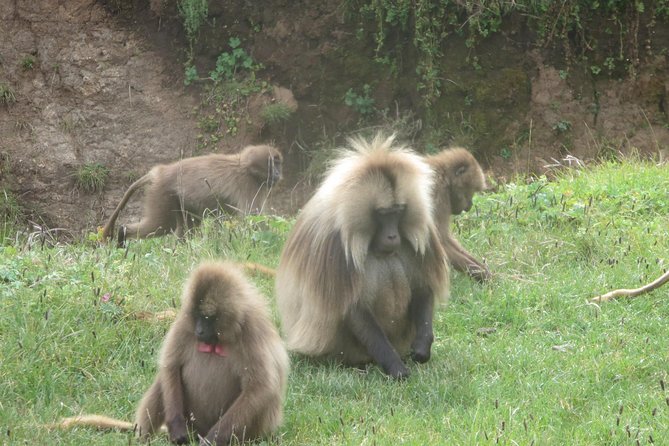Northern Ethiopia & Trekking Simien Mountains , 10 Days - Trek Sankaber to Geech: the long day that makes Simien real