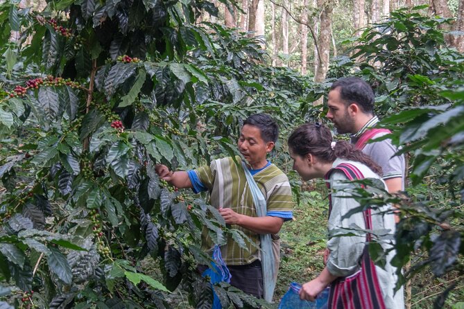 Off the Map Chiang Mai Jungle Coffee Trek Roast and Brew - Planting a coffee tree: a simple act with real meaning