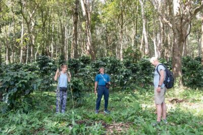 Off the Map Chiang Mai Jungle Coffee Trek Roast and Brew - Forest and coffee walk: seeing plants and medicinal herbs