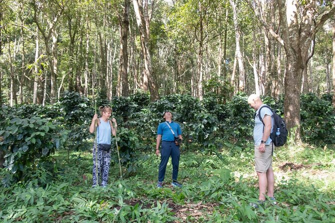 Off the Map Chiang Mai Jungle Coffee Trek Roast and Brew - Forest and coffee walk: seeing plants and medicinal herbs