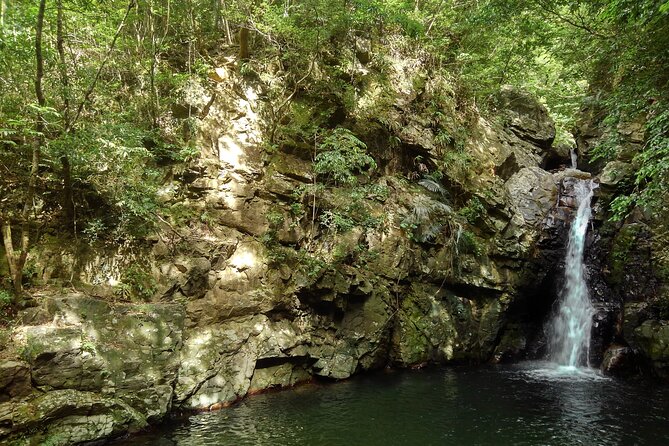 Okinawa Jungle Trails & Waterfalls – Private Yanbaru Tour - Yanbaru Jungle Trails: why this kind of Okinawa outing works