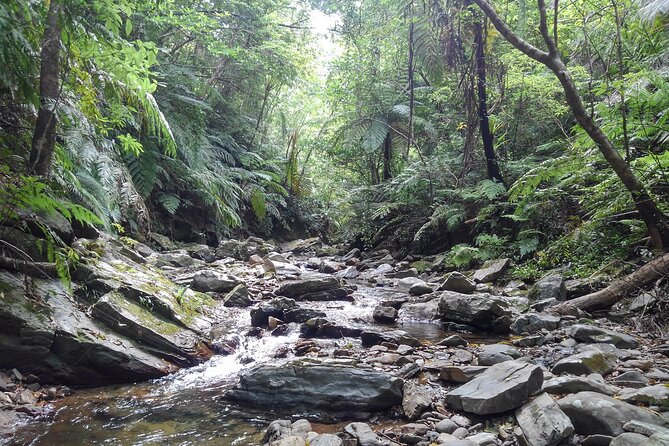 Okinawa Jungle Trails & Waterfalls – Private Yanbaru Tour - Wet-feet reality: what to bring so you stay comfortable