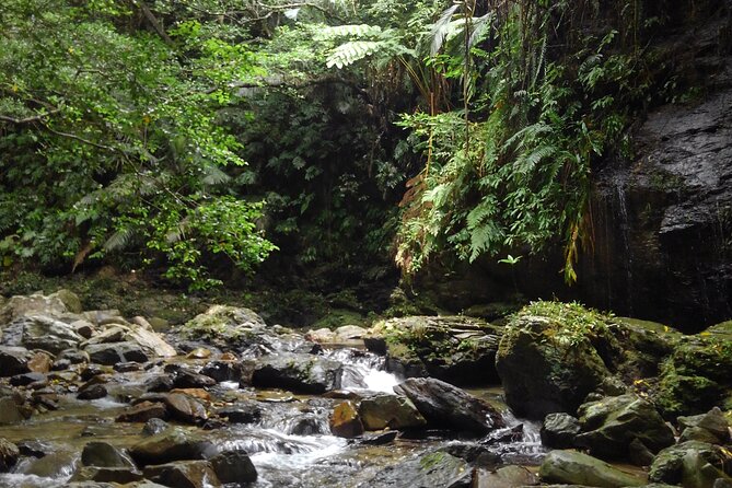 Okinawa Jungle Trails & Waterfalls – Private Yanbaru Tour - Your guide: why Nik’s style makes the day easier