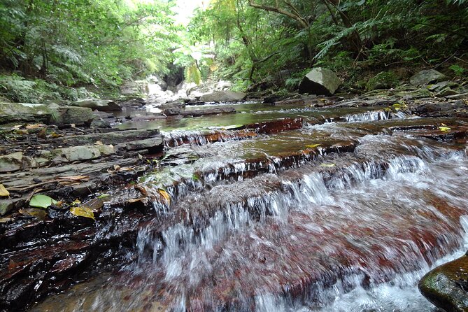 Okinawa Jungle Trails & Waterfalls – Private Yanbaru Tour - Getting to the meeting point and handling a no-car day