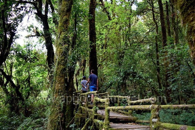 One day Doi Inthanon National Park & Trekking on Kew Mae Pan - Key Highlights You’ll Care About