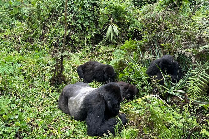 One Day Gorilla Trekking Rwanda & Iby'iwacu Cultural Village - Kigali-to-Volcanoes: How a one-day gorilla trek actually fits your schedule