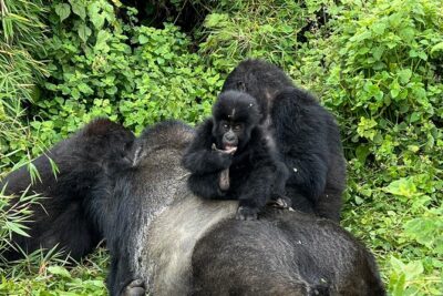 One Day Gorilla Trekking Rwanda & Iby'iwacu Cultural Village - The 7:00am briefing at RDB HQ in Kinigi (and why it matters)