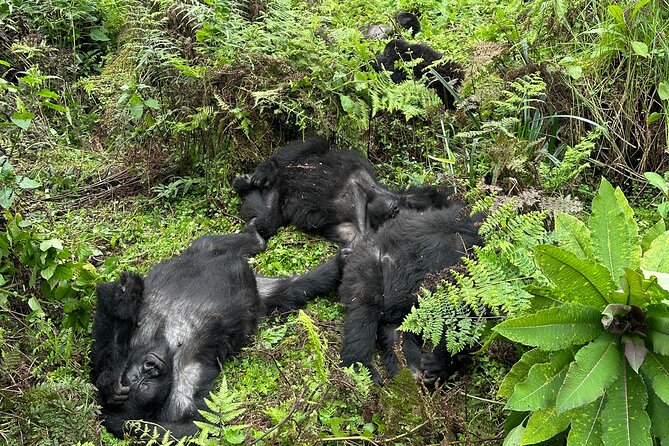 One Day Gorilla Trekking Rwanda & Iby'iwacu Cultural Village - Choosing a gorilla family: age and fitness matching you should take seriously