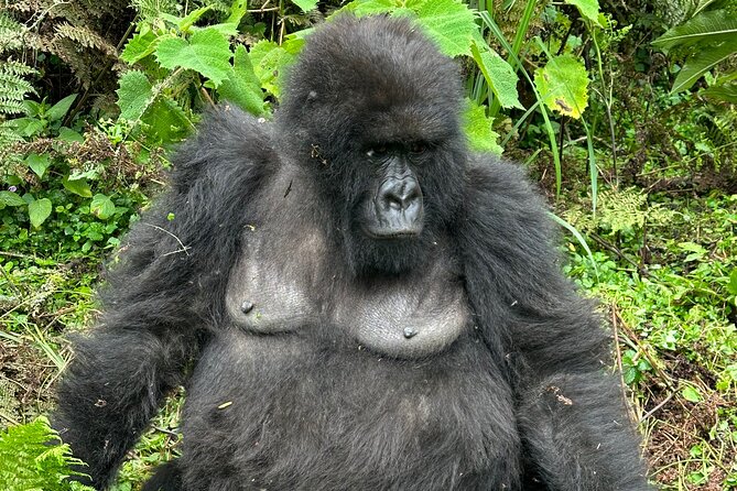 One Day Gorilla Trekking Rwanda & Iby'iwacu Cultural Village - After the gorillas: Iby’iwacu Cultural Village and the ex-poacher story