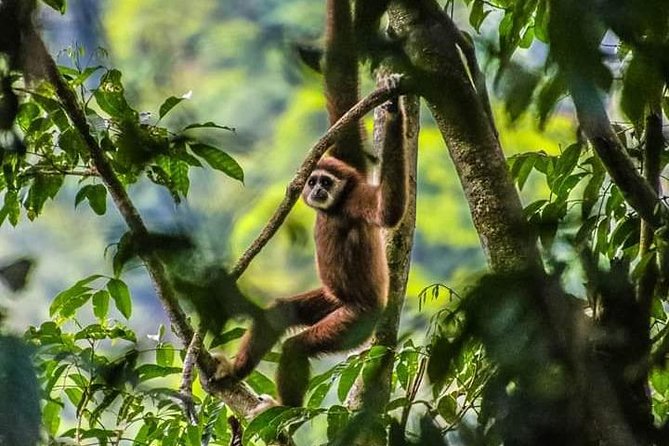 ONE DAY JUNGLE TREKKING 6-7 hours (see orang utan) + RAFTING in BUKIT LAWANG - Key Highlights You’ll Actually Feel