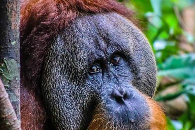 ONE DAY JUNGLE TREKKING 6-7 hours (see orang utan) + RAFTING in BUKIT LAWANG - Bukit Lawang Morning: Small-Group Rhythm and Real-World Timing