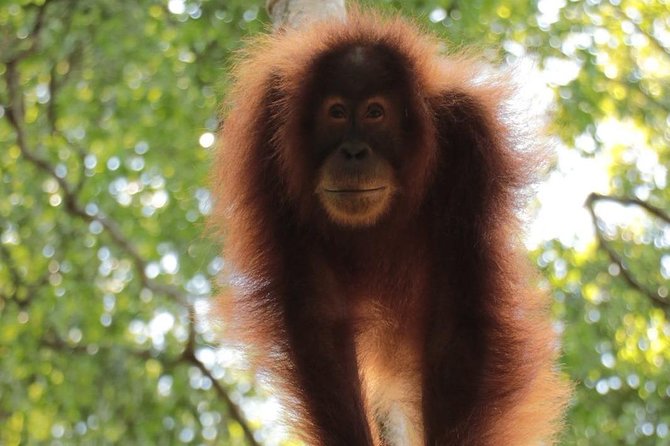 ONE DAY JUNGLE TREKKING 6-7 hours (see orang utan) + RAFTING in BUKIT LAWANG - Lunch and Break Time: Fuel That Actually Helps on a Long Day
