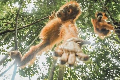 ONE DAY JUNGLE TREKKING 6-7 hours (see orang utan) + RAFTING in BUKIT LAWANG - The Jungle Trek: How You Improve Your Odds for Orangutans