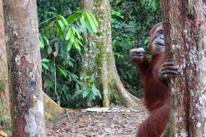 ONE DAY JUNGLE TREKKING 6-7 hours (see orang utan) + RAFTING in BUKIT LAWANG - What’s Included (and Why It Adds Up)
