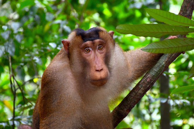 ORANGUTAN TREK (2D/1N) by EcoTravel Bukit Lawang - Day 2 waterfall stop and the Bohorok River tube rafting return