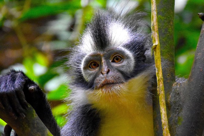 ORANGUTAN TREK (2D/1N) by EcoTravel Bukit Lawang - Price and value: what your $180 covers, plus the extra fee