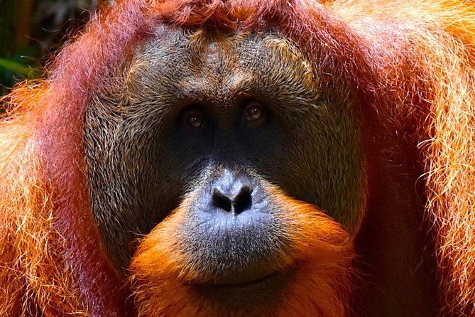 ORANGUTAN TREK (2D/1N) by EcoTravel Bukit Lawang - Wildlife reality check: orangutans are possible, never promised