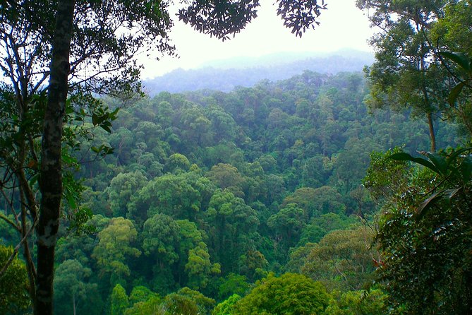 ORANGUTAN TREK (2D/1N) by EcoTravel Bukit Lawang - Guide quality: names you might meet and why it matters on a trek