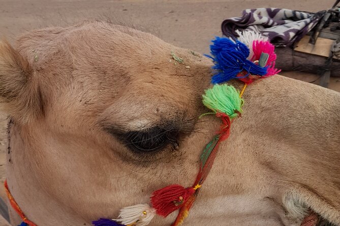 Overnight Camel trek in Merzouga dunes - Should You Book This Overnight Camel Trek?