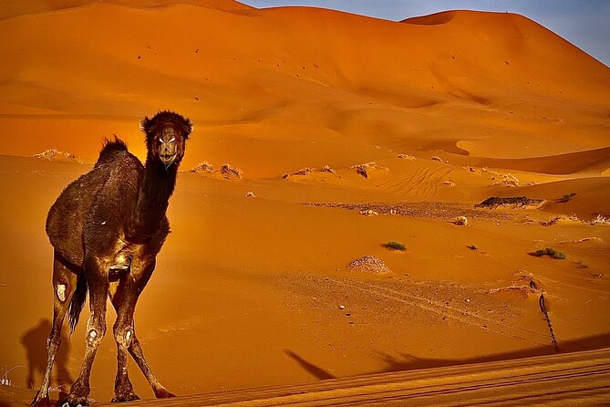 Overnight stay in desert camp & Camel trekking in the Sahara - Should You Book This Camel Trek to the Erg Chebbi Desert Camp?