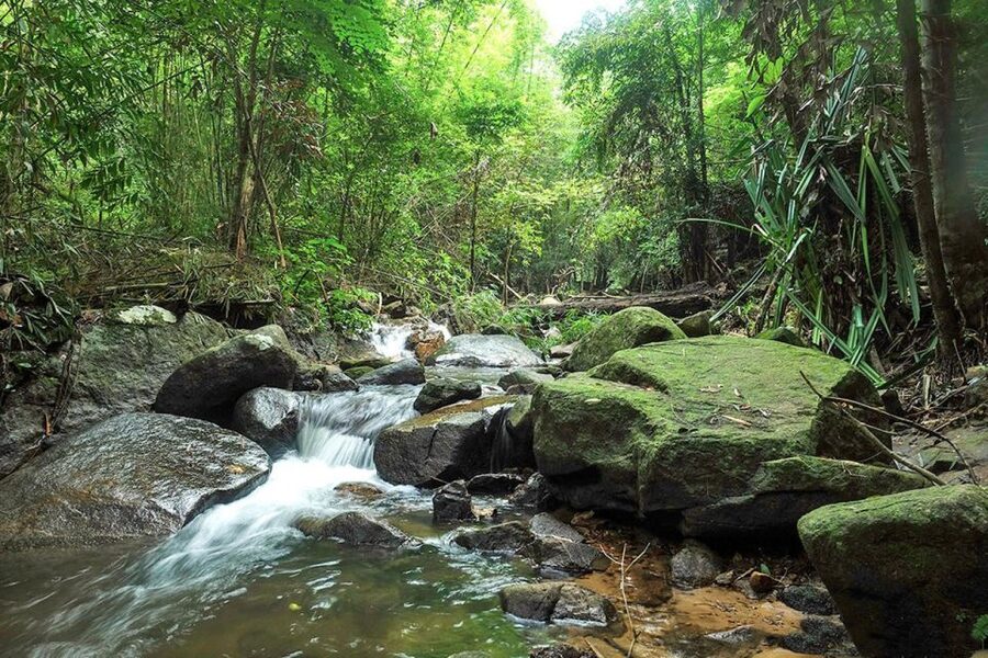 Phuket: Jungle Trekking Experience at Khao Phra Taew - Khao Phra Taew/Thaeo: The Phuket Rainforest You Can Actually Walk Into