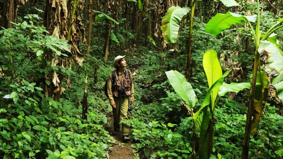 Phuket: Jungle Trekking Experience at Khao Phra Taew - Price and Logistics: What $77 Really Covers