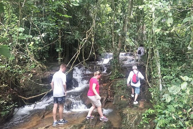 Phuket Jungle Trekking Experience at Khao Phra Taew National Park - The Rewarding Climb: Giant Palms and Changing Forest Zones