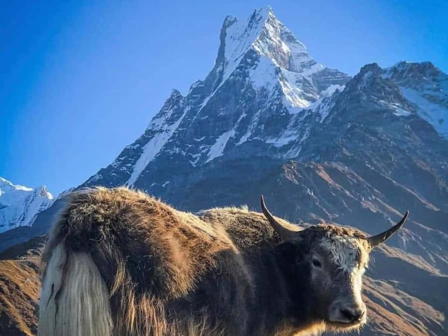 Pokhara: 4-Day Mesmerizing Mardi Himal Guided Trek - Sunrise at 4300m: the moment your whole itinerary is built around