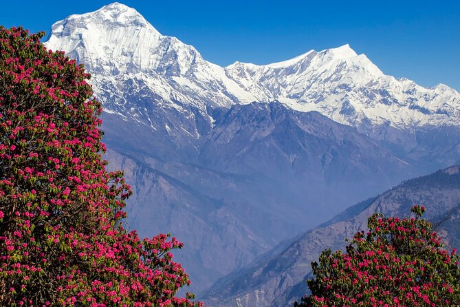Pokhara: 4 Days Poon Hill and Ghandruk Trek - Day 3: Poon Hill pre-dawn sunrise, then down to Ghandruk (1940m)